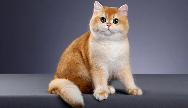 Feline Range Tests