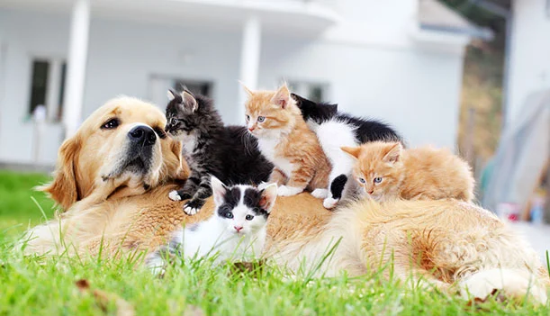 Other Veterinary Diagnostic Tests